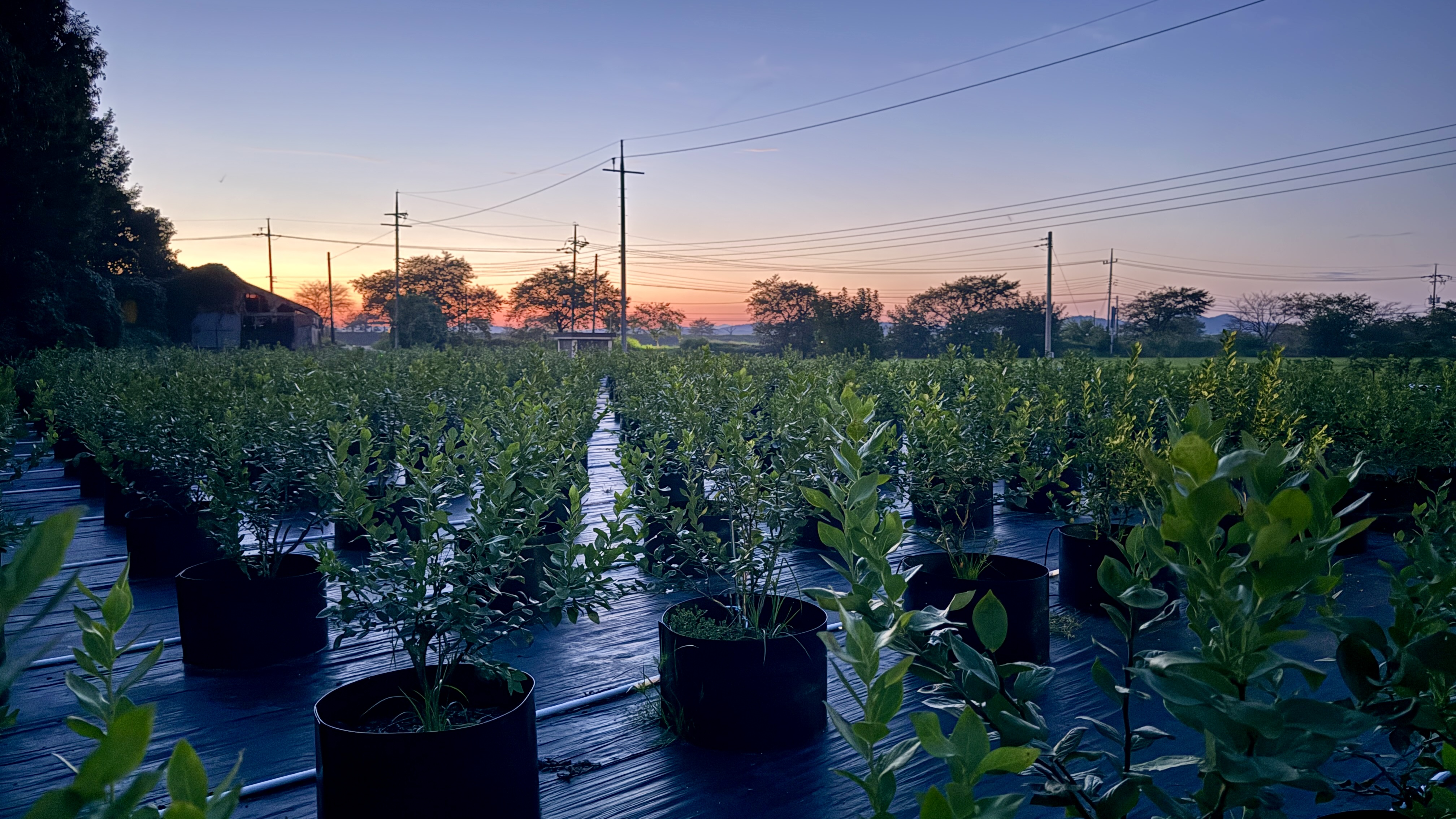 봉산 농장 풍경
